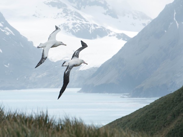 South Georgia South Georgia