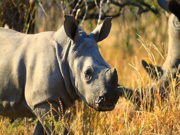 Entry fees at Kruger National Park: