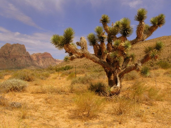 How to reach The Mojave Desert: