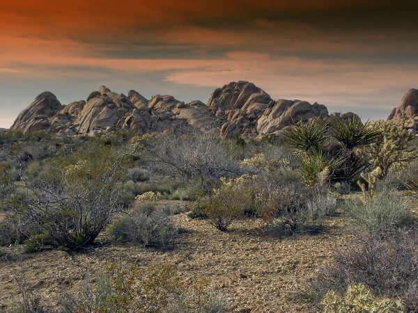 The Mojave Desert Facts: