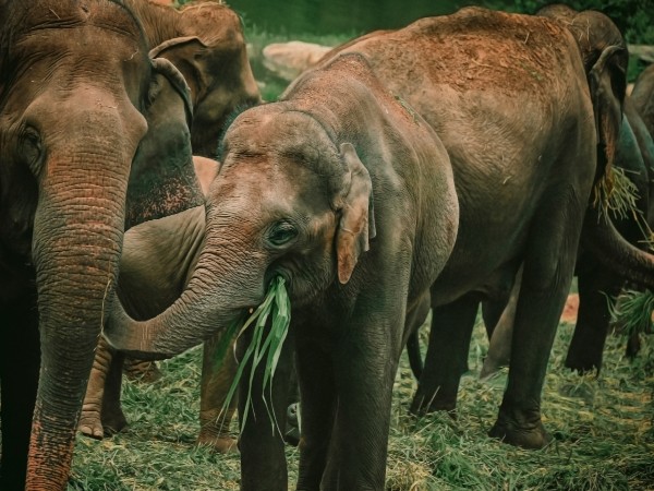 5) Bannerghatta National Park: