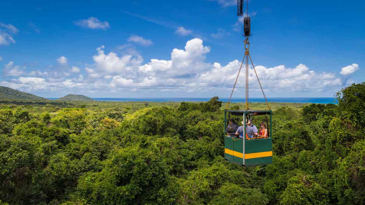 daintreerainforestscover1 daintreerainforestscover1