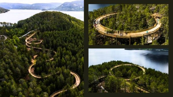Treetop Walkway,