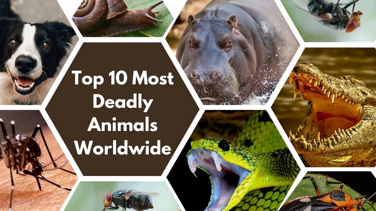 Beware The Wild 10 Deadliest Animals To Humans You ll Want To Avoid beware-the-wild-10-deadliest-animals-to-humans-you-ll-want-to-avoid