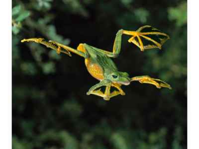 Read & Download Animals That Fly | Can I Read Online Books For Free