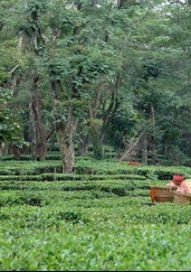 पालमपुर