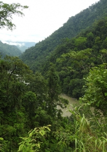 पेके टाइगर रिजर्व