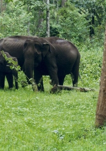 நாகர்ஹொளே