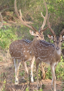 ಬಂಡೀಪುರ