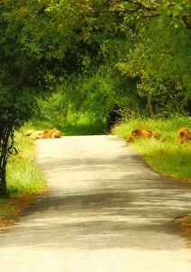 ಬನ್ನೇರುಘಟ್ಟ