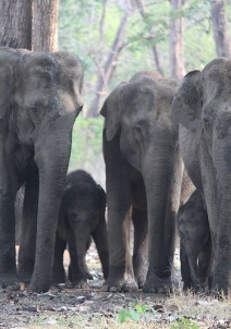 ಕಬಿನಿ