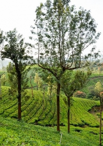 மூணார்