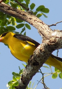 വേടന്തങ്കല്‍