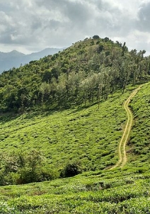 വയനാട്