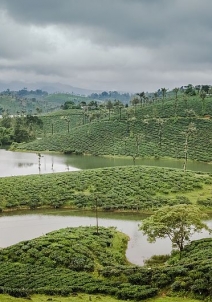 ವಾಲ್ಪಾರೈ