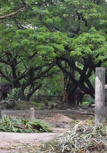 गुरूवायूर