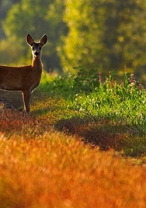 बिष्णुपुर