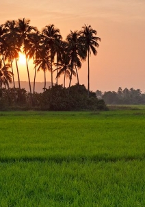 സിയോലിം