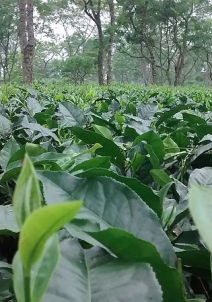 మోకోక్చుంగ్