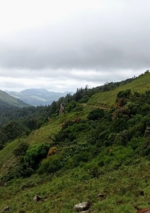 ಬಿಳಿಗಿರಿರಂಗನ ಬೆಟ್ಟ