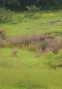അമ്പി വാലി