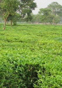 ಬಗ್ಡೋಗ್ರಾ