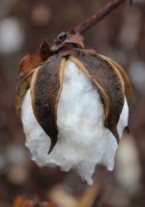 ಪಲ್ವಾಲ್