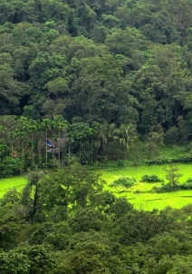 സിറോ