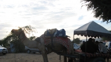Pushkar Tourism, Travel Guide & Tourist Places in Pushkar-NativePlanet