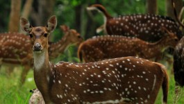 ಮುದುಮಲೈ