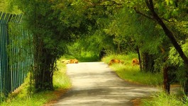 ಬನ್ನೇರುಘಟ್ಟ