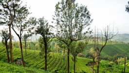 ಮುನ್ನಾರ್