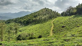 ವಯನಾಡ್