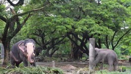 ಗುರುವಾಯೂರ್