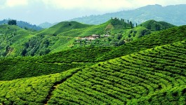 ജോര്‍ഹട്ട്‌