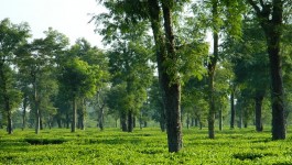 ದಿಬ್ರುಗಡ್