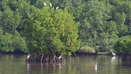 പൊര്‍വോരിം