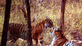 ദുധ്‌വാ