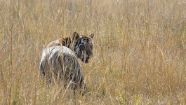 ബാന്ധവ്ഘര്‍
