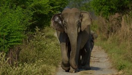 कॉर्बेट नेशनल पार्क