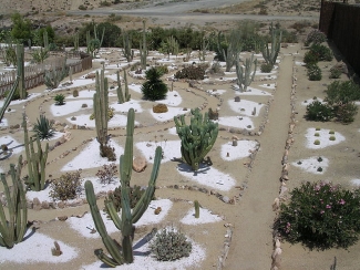 Cactus Garden Parwanoo: Explore Nature's Spiky Beauty Cactus Garden Parwanoo: Explore Nature's Spiky Beauty
