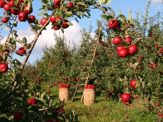 Image result for fruit orchards images