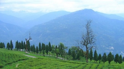 ತೆಮಿ ಟೀ ಉದ್ಯಾನವನ