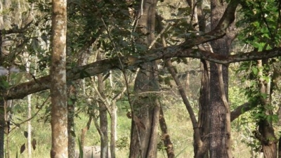 Wayanad Wildlife Sanctuary