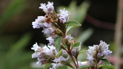 ಕುರೀಂಜಿಮಾಲ ವನ್ಯಧಾಮ