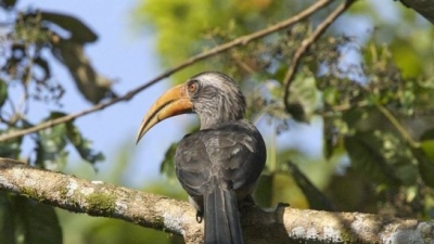 தட்டேக்காட் பறவைகள் சரணாலயம்