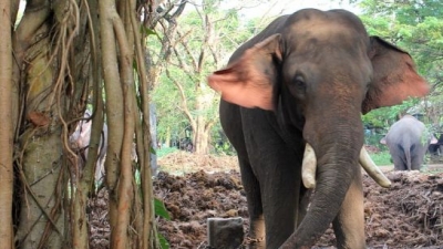 हाथी शिविर