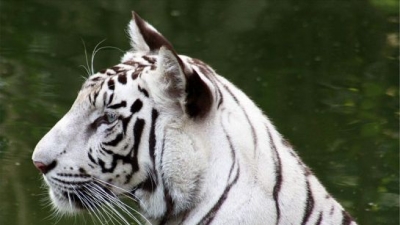 நேஷனல் ஜுவாலஜிகல் பார்க்