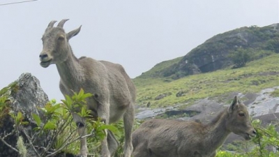 मुकुर्थी