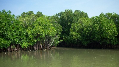 പിച്ചാവരം കണ്ടല്‍വനം